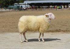 Východofrízska ovca