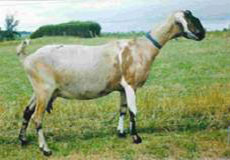Anglonubíjská koza