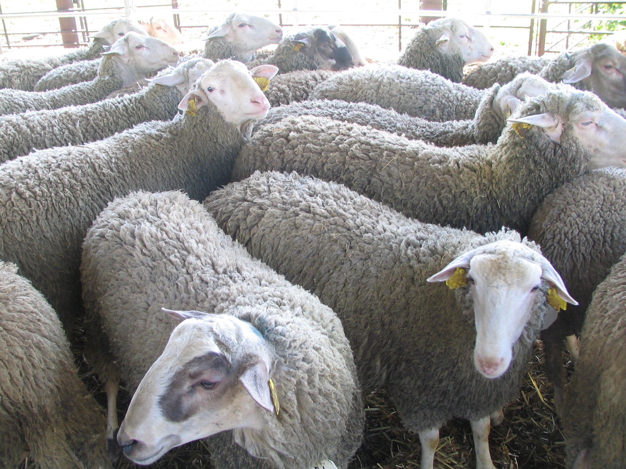 Plemená oviec chované v podhorských a horských oblastiach na slovensku