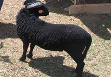 Ouessantská ovca