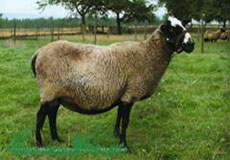 Romanovská ovca